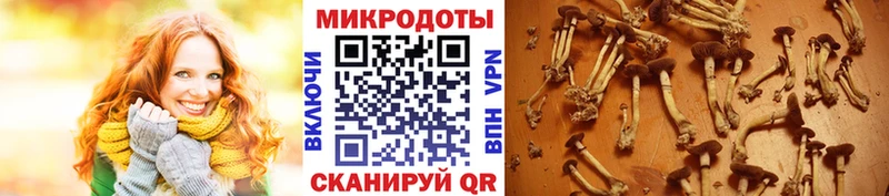 mega как зайти где можно купить наркотик Лакинск Псилоцибиновые грибы Magic Shrooms